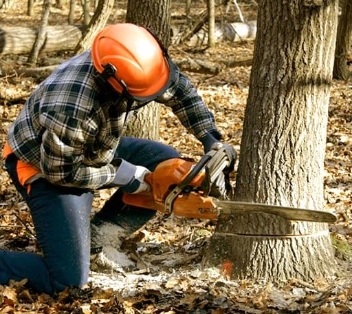 Tree Removal in Barboursville, WV